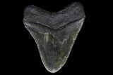 Large, Fossil Megalodon Tooth - Visible Serrations #75544-2